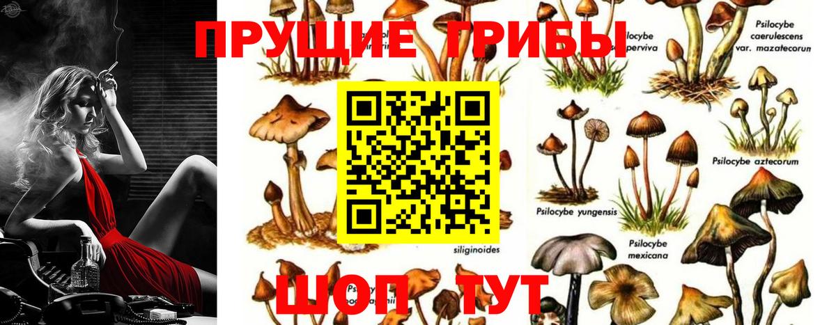 Псилоцибиновые грибы GOLDEN TEACHER  Вход с VPN  Можга 